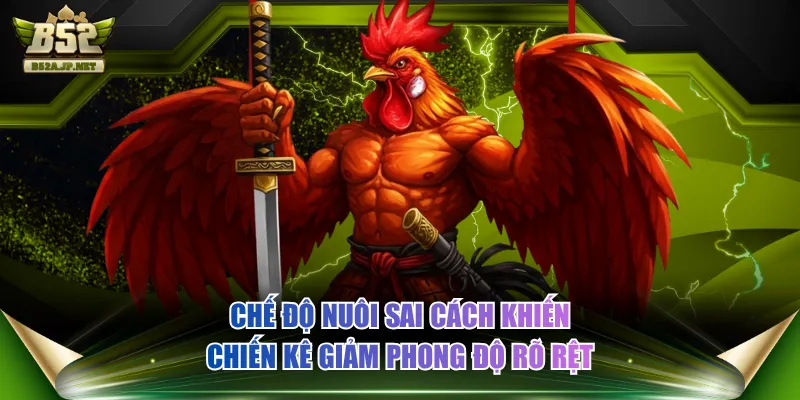 Chế độ nuôi sai cách khiến chiến kê giảm phong độ rõ rệt