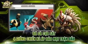 Đá Gà Cựa Sắt - 4 Giống Chiến Kê Áp Đảo Mọi Trận Đấu