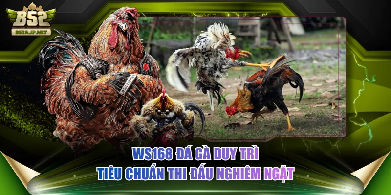 WS168 Đá Gà duy trì tiêu chuẩn thi đấu nghiêm ngặt