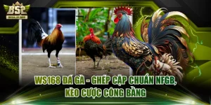 WS168 Đá Gà - Ghép Cặp Chuẩn NFGB, Kèo Cược Công Bằng