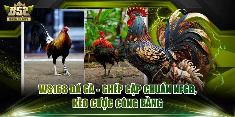 WS168 Đá Gà - Ghép Cặp Chuẩn NFGB, Kèo Cược Công Bằng
